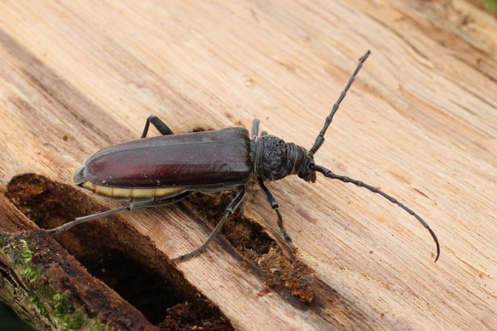 Traitement anti-insectes pour le bois